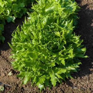 Laitue Batavia Reine des Glaces - Légumes d'Autrefois